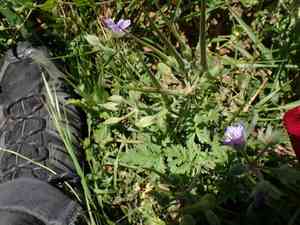 Common stork's bill(Erodium ciconium)