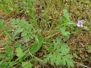 Common stork's bill(Erodium ciconium)