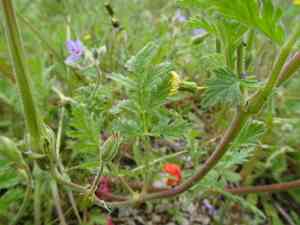 Common stork's bill(Erodium ciconium)