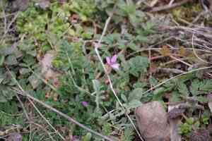 Common stork's-bill(Erodium cicutarium)