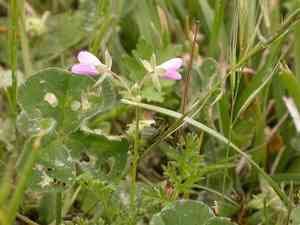 Common stork's-bill(Erodium cicutarium)