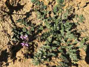 Common stork's-bill(Erodium cicutarium)