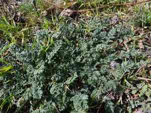 Common stork's-bill(Erodium cicutarium)