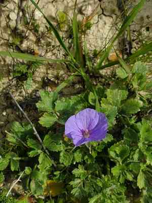 Iranian herons bill(Erodium gruinum)