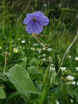 Iranian herons bill(Erodium gruinum)