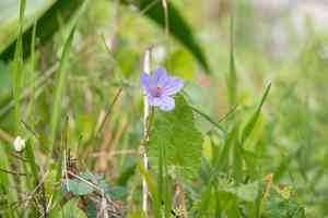 Iranian herons bill(Erodium gruinum)