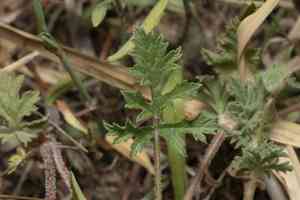 Cutleaf stork's bill(Erodium laciniatum)