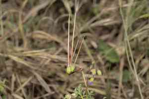 Cutleaf stork's bill(Erodium laciniatum)