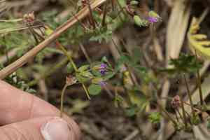 Cutleaf stork's bill(Erodium laciniatum)