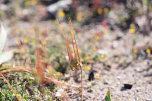Cutleaf stork's bill(Erodium laciniatum)