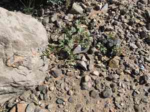 Texas stork's bill(Erodium texanum)