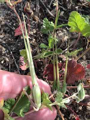 Texas stork's bill(Erodium texanum)