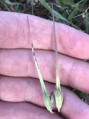 Texas stork's bill(Erodium texanum)