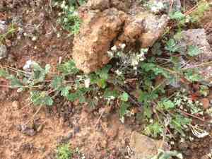 Texas stork's bill(Erodium texanum)
