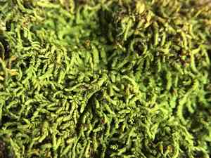 Domingo erpodium moss(Erpodium domingense)
