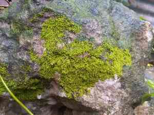 Domingo erpodium moss(Erpodium domingense)