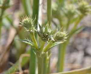 California eryngo(Eryngium aristulatum)