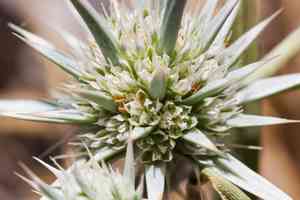 California eryngo(Eryngium aristulatum)