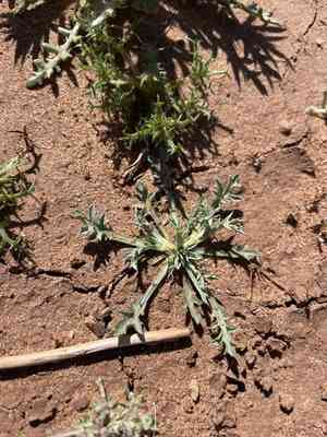 California eryngo(Eryngium aristulatum)