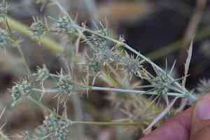 California eryngo(Eryngium aristulatum)