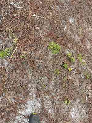 Fragrant eryngo(Eryngium aromaticum)
