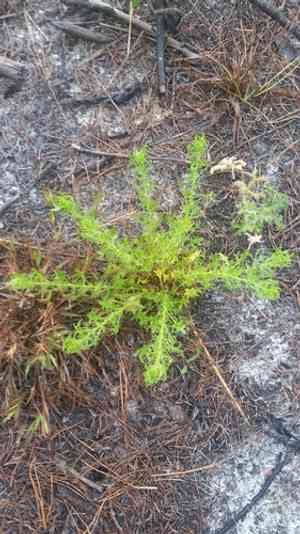 Fragrant eryngo(Eryngium aromaticum)