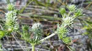 Fragrant eryngo(Eryngium aromaticum)