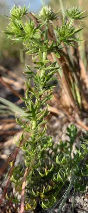 Fragrant eryngo(Eryngium aromaticum)