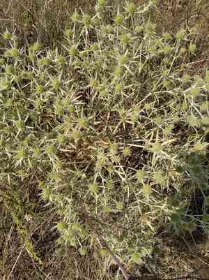 Field eryngo(Eryngium campestre)