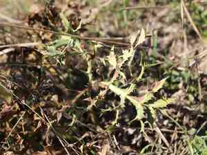 Field eryngo(Eryngium campestre)