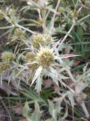 Field eryngo(Eryngium campestre)