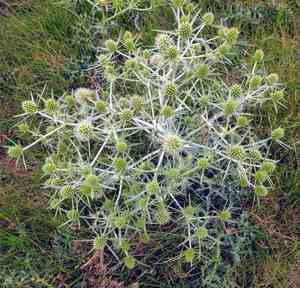 Field eryngo(Eryngium campestre)