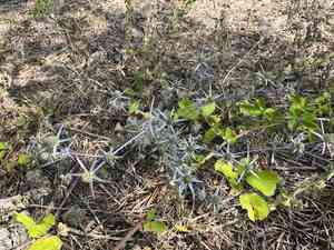Field eryngo(Eryngium creticum)