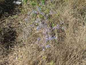 Field eryngo(Eryngium creticum)