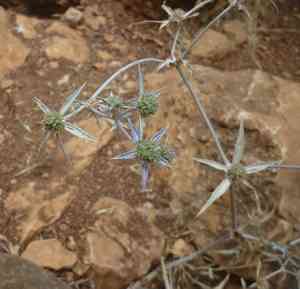 Field eryngo(Eryngium creticum)