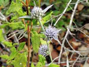 Field eryngo(Eryngium creticum)