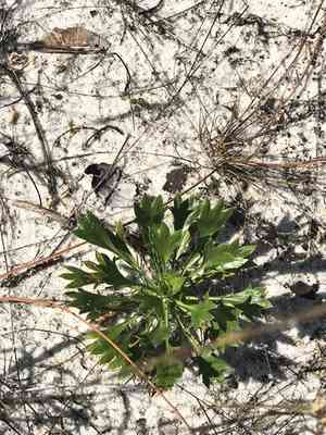 Wedgeleaf eryngo(Eryngium cuneifolium)