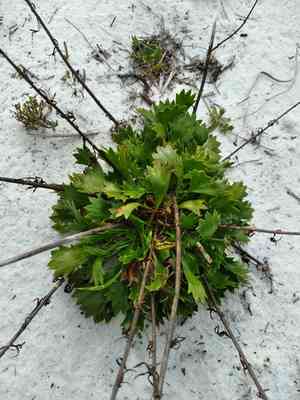 Wedgeleaf eryngo(Eryngium cuneifolium)