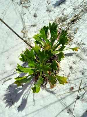 Wedgeleaf eryngo(Eryngium cuneifolium)