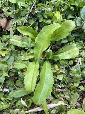 Culantro(Eryngium foetidum)
