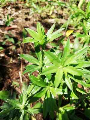 Culantro(Eryngium foetidum)