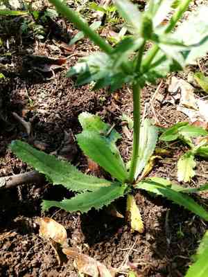 Culantro(Eryngium foetidum)
