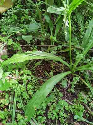 Culantro(Eryngium foetidum)