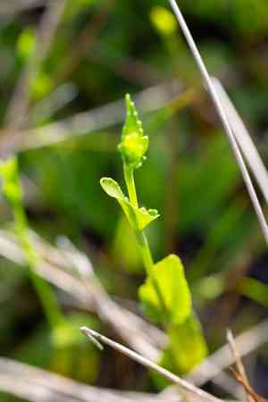 Blueflower eryngo(Eryngium integrifolium)