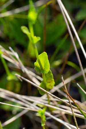 Blueflower eryngo(Eryngium integrifolium)