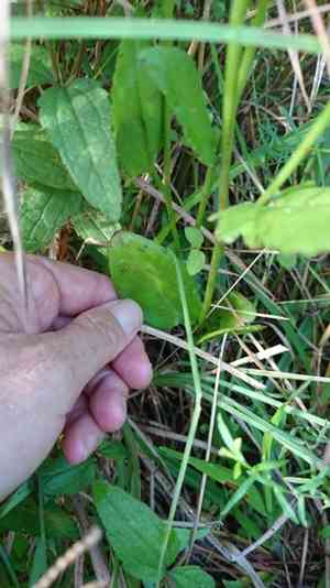 Blueflower eryngo(Eryngium integrifolium)
