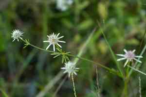 Blueflower eryngo(Eryngium integrifolium)