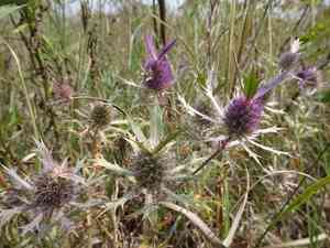 Leavenworth's eryngo(Eryngium leavenworthii)