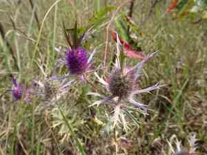 Leavenworth's eryngo(Eryngium leavenworthii)