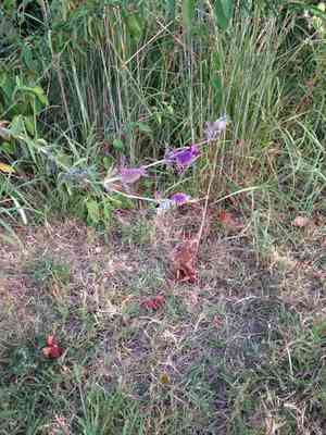 Leavenworth's eryngo(Eryngium leavenworthii)